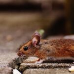 Crotte de souris