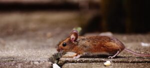 Crotte de souris