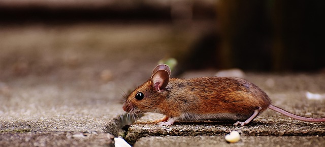 Crotte de souris