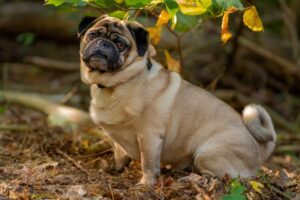 Drontal chien