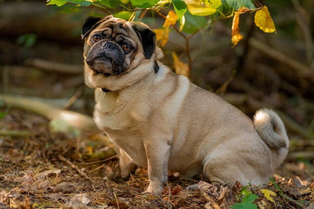 Drontal chien