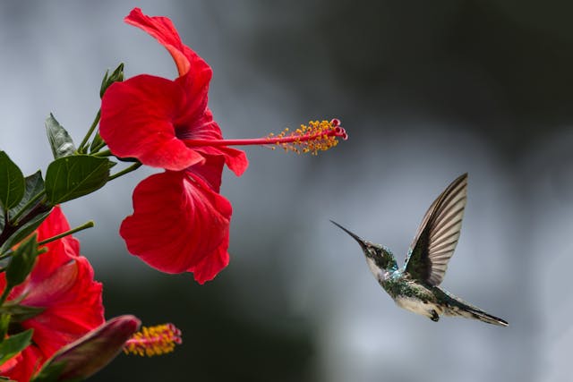 la fleur d'hibiscus